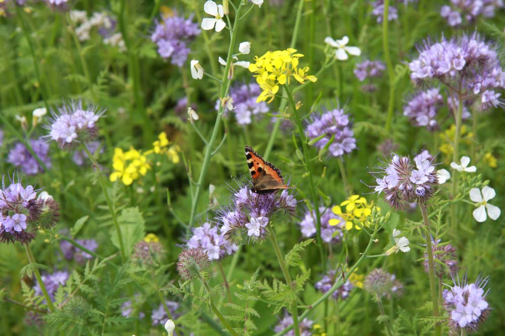 De Bolster Bloemenmengsel Elegance