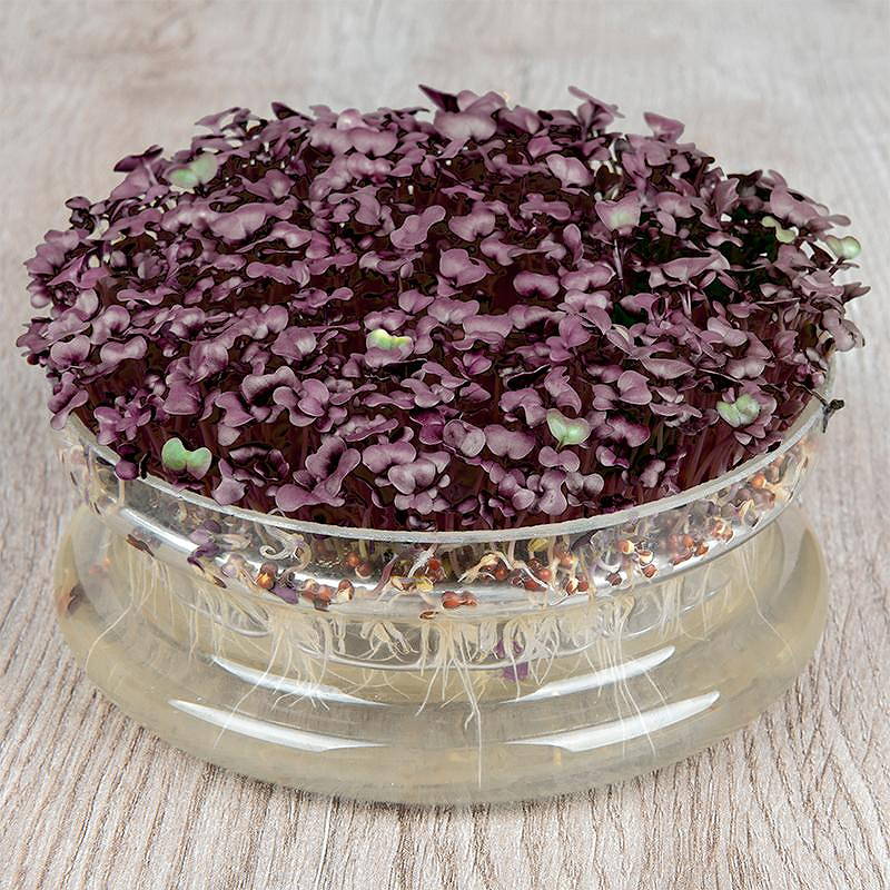 De Bolster Kiemgroente Radijskers Sango Purple