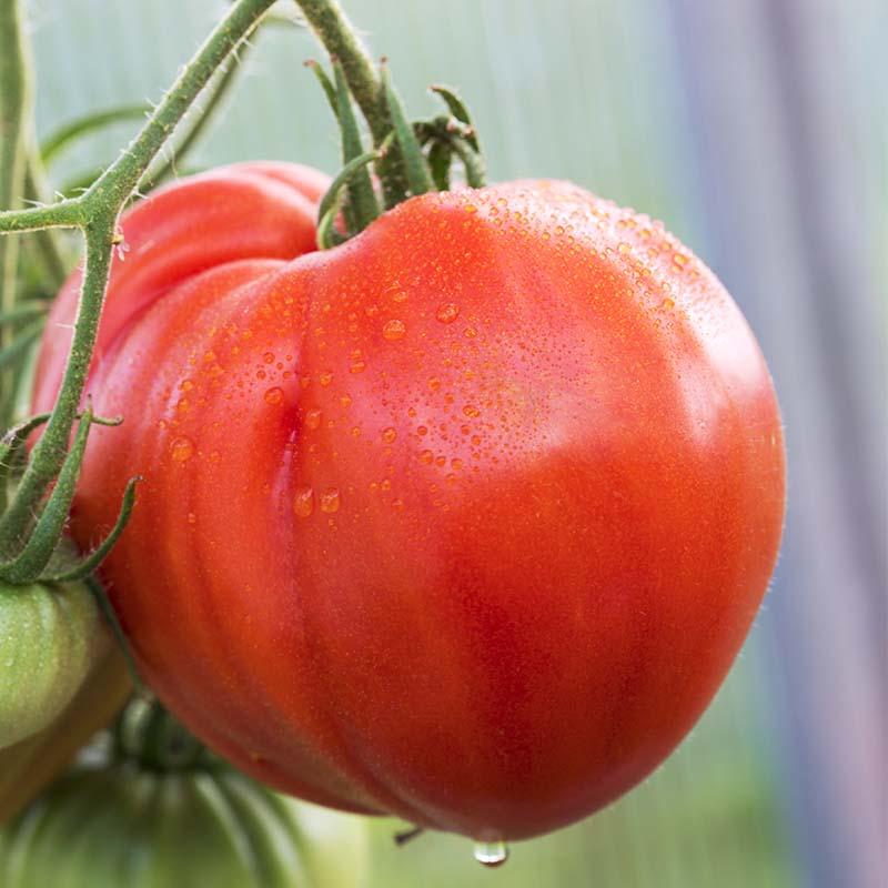 De Bolster Vleestomaat Coeur de Boeuf