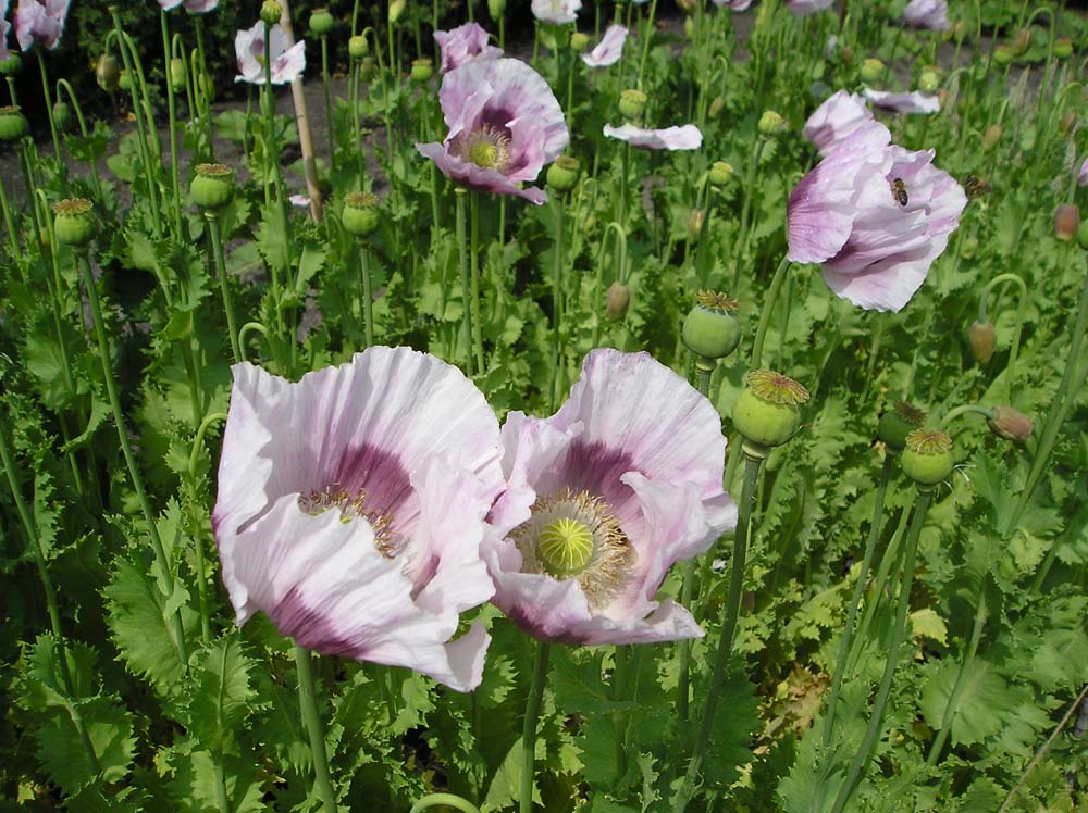 De Bolster Blauwmaanzaad-Papaver somniferum