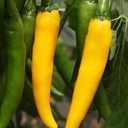 De Bolster Peper 'Koh Chang'