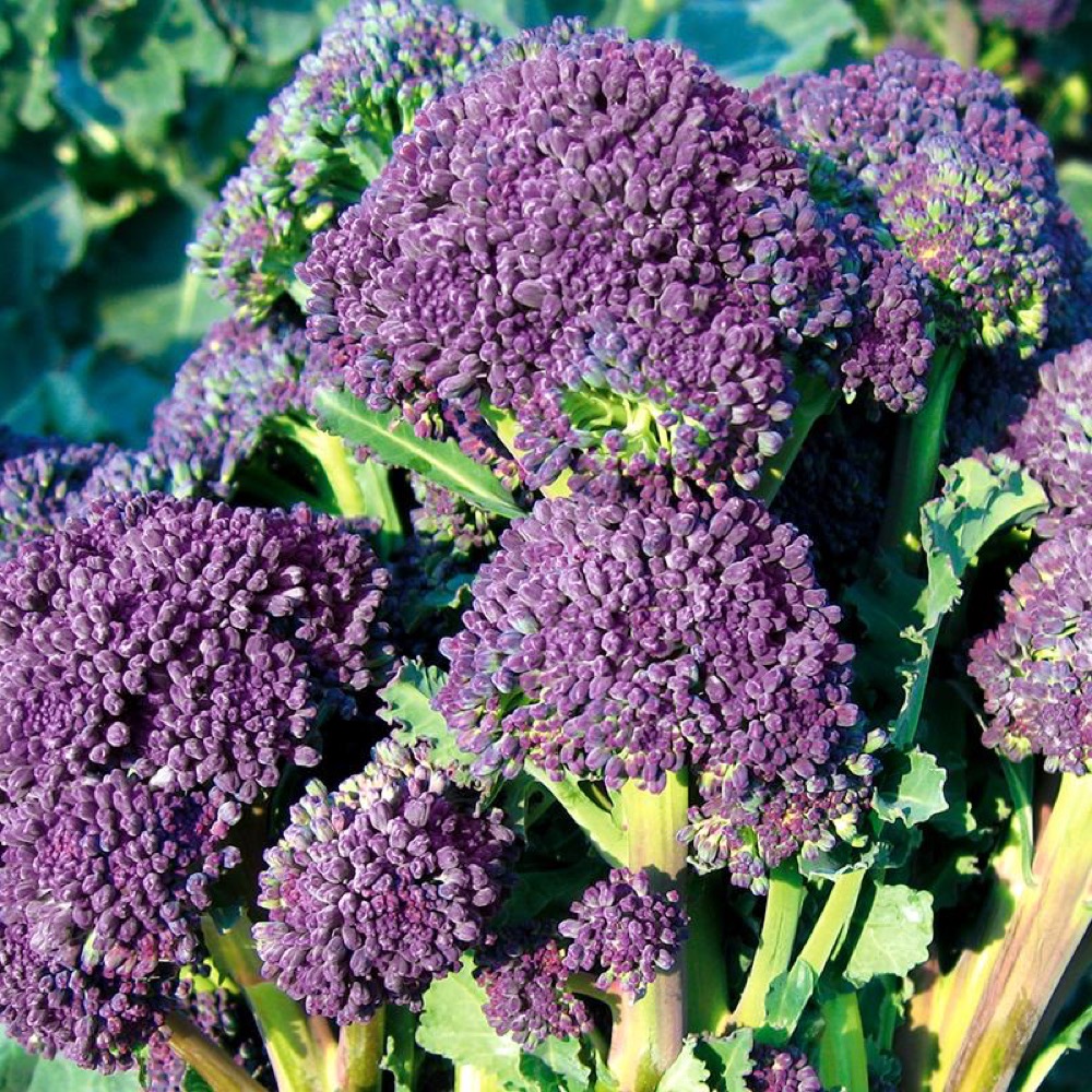 De Bolster Scheutjesbroccoli 'Santee F1'