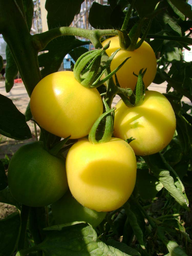 De Bolster Tomaat 'Mirabelle Blanche'