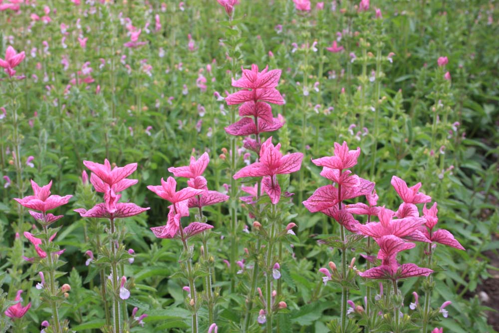 De Bolster Bonte Salie Roze
