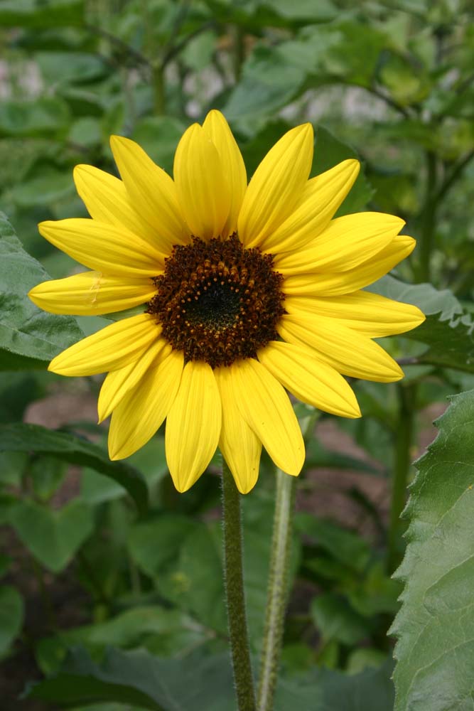 De Bolster Zonnebloem, middel, geel