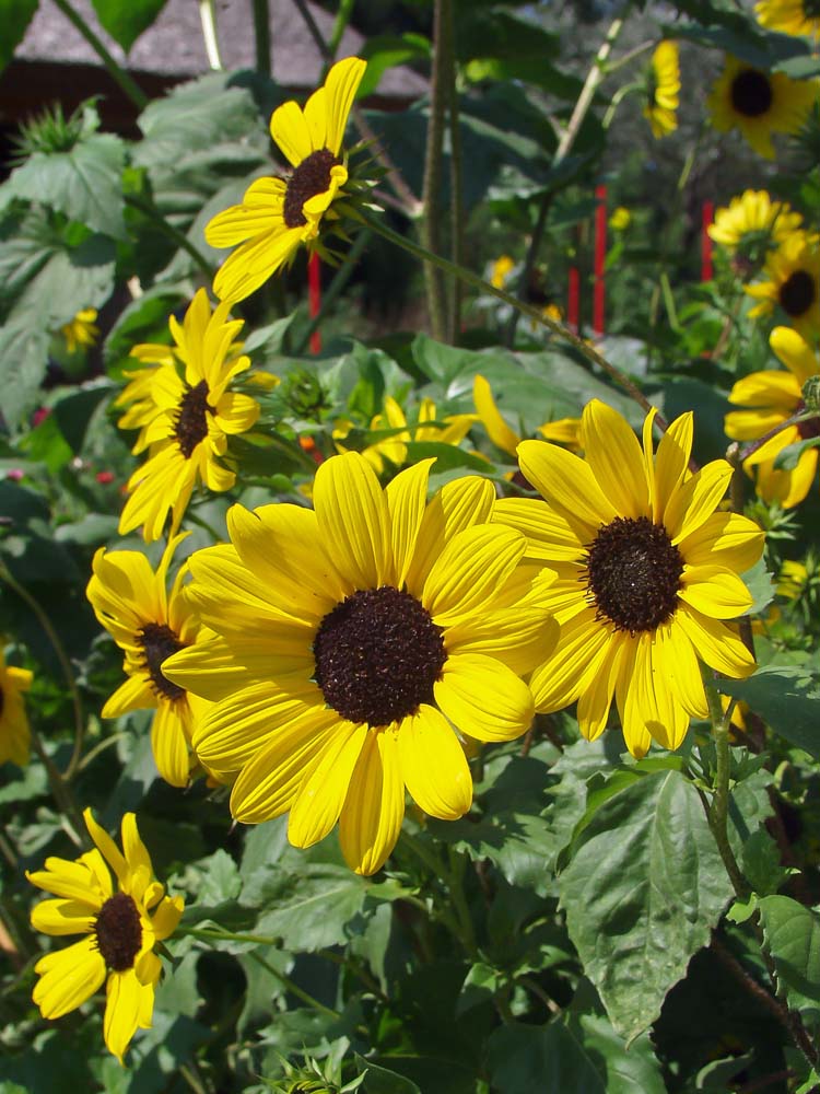 De Bolster Zonnebloem, kleinbloemig