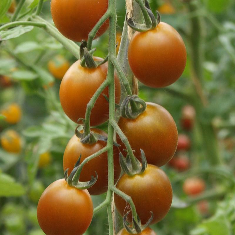 De Bolster Cherrytomaat 'Bronzy