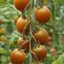 De Bolster Cherrytomaat 'Bronzy