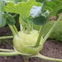 De Bolster Koolrabi 'Superschmelz'