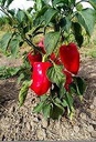 De Zaderij Buitenpaprika