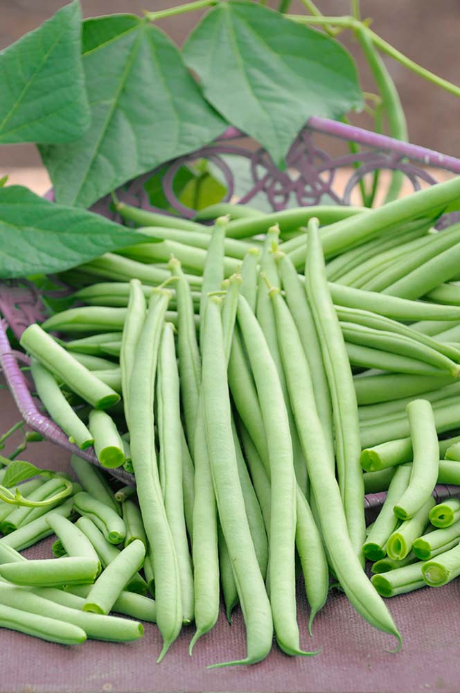 De Bolster Stokslaboon Cobra