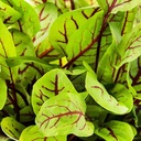 De Bolster Bloedzuring 'Red Stripe'