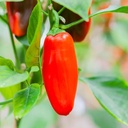 De Bolster Snackpaprika 'Arwen'