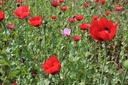 De Bolster Slaapbol, rood
