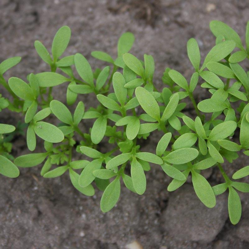 De Bolster Tuinkers 'Cressida'