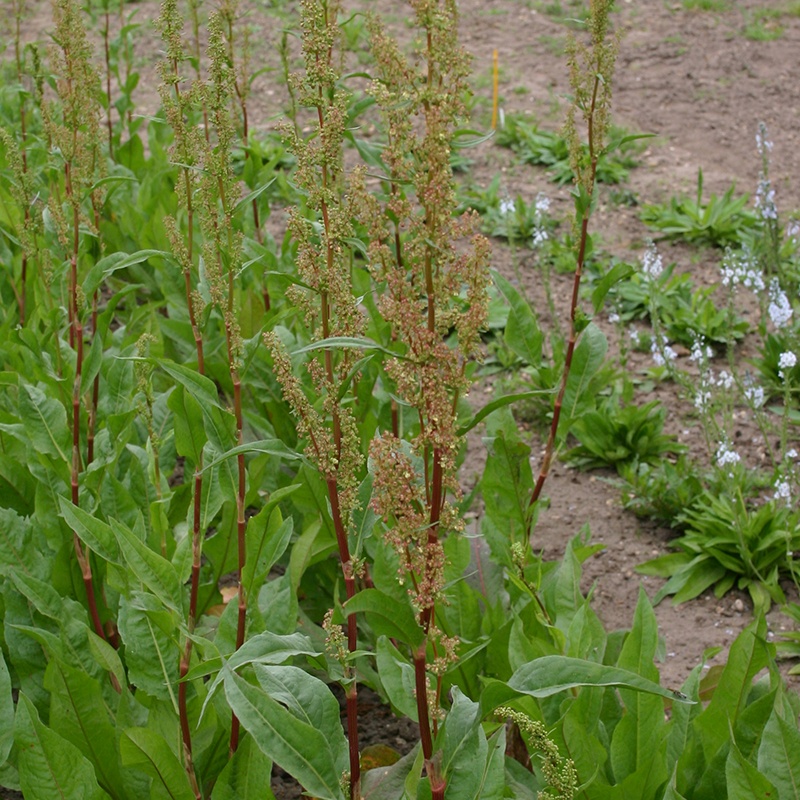 De Bolster Spinaziezuring 'Green Blade'