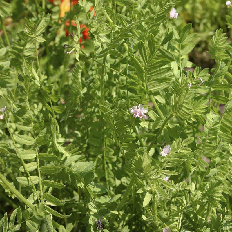 De Bolster Serradelle - Groenbemester