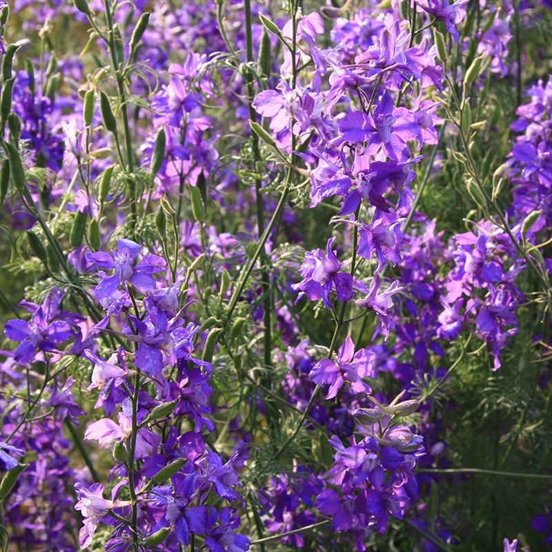 De Bolster Tuinridderspoor