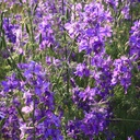 De Bolster Tuinridderspoor