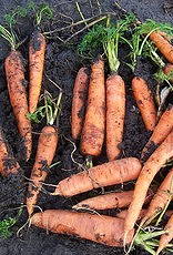 De Zaderij Ami zomerwortel - Daucus carota