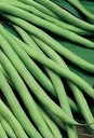 De Zaderij Aromata Stokslaboon