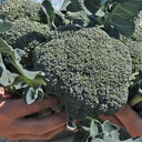 De Bolster Broccoli 'Covina F1'