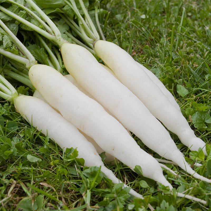 De Bolster Radijs 'IJskegel'