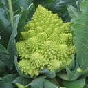 De bolster Romanesco 'Veronica F1'