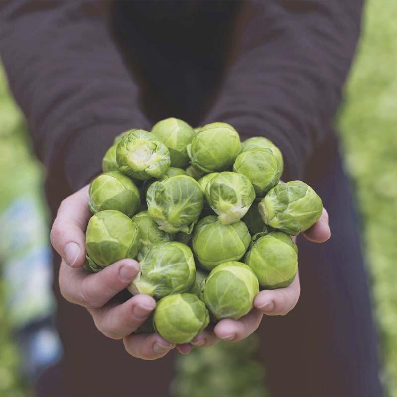 De Bolster Spruitkool ‘Hemera F1’