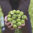 De Bolster Spruitkool ‘Hemera F1’