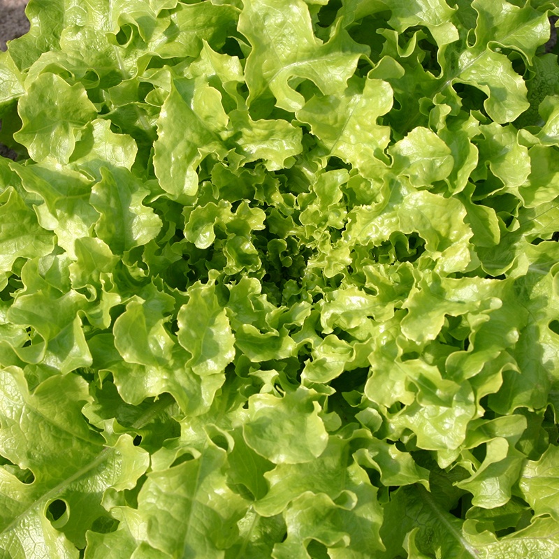 De Bolster Eikenbladsla 'Salad Bowl'