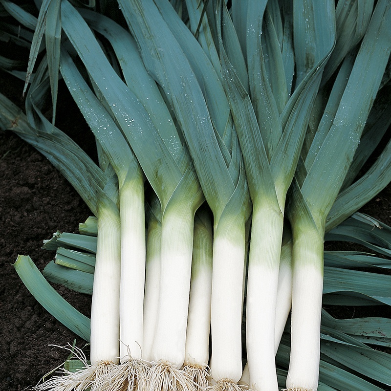 De Bolster Prei 'Blauwgroene Herfst'