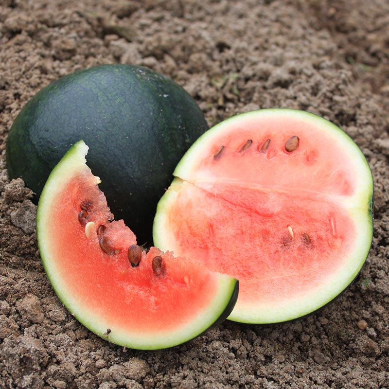 De Bolster Watermeloen 'Sugar Baby'