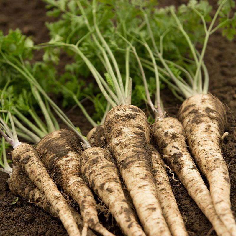 De Bolster Wortelpeterselie 'Halflange'