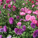 De Bolster Zomeraster, dubbelbloemig