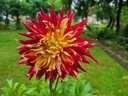 BIO Dahlia Akita p/s