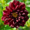 BIO Dahlia Arabian Night p/s