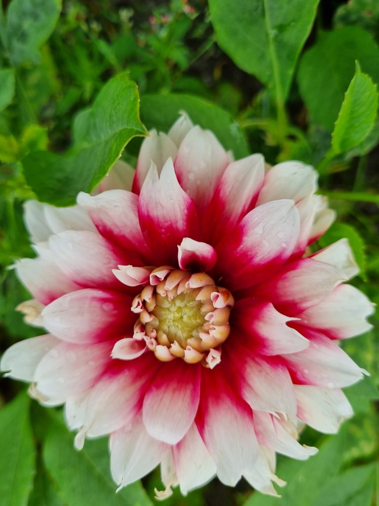 BIO Dahlia Duet p/s