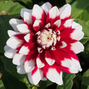 BIO Dahlia Duet p/s