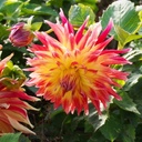 BIO Dahlia Manhattan Island p/s