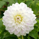 BIO Dahlia Wittem p/s