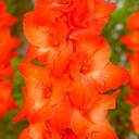 BIO Gladiool Live Oak 5 stuks