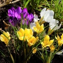BIO Crocus species mix  ( per 10 stuks)