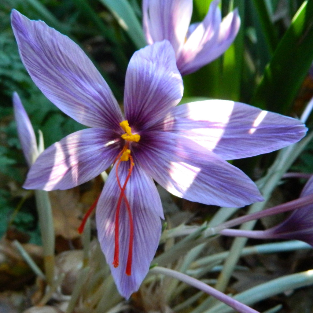 BIO Crocus Sativus | 10 stuks