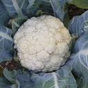 De Bolster Bloemkool 'Flora Blanca'