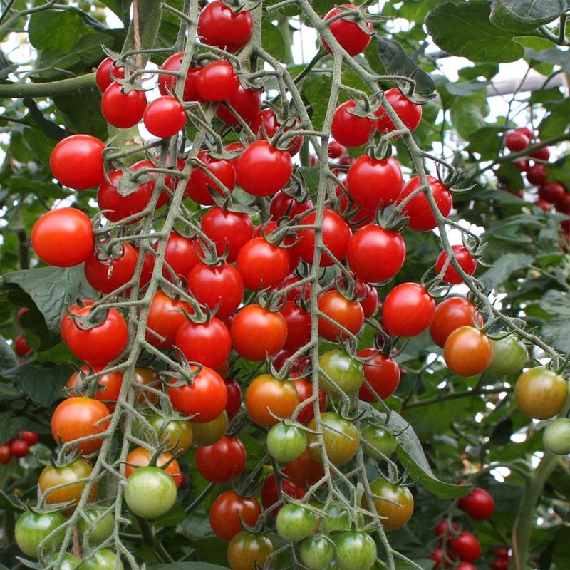 De Bolster Cherrytomaat 'Bartelly F1'