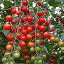 De Bolster Cherrytomaat 'Bartelly F1'