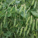 De Bolster Rijsdoperwt 'Eerste vroege mei'