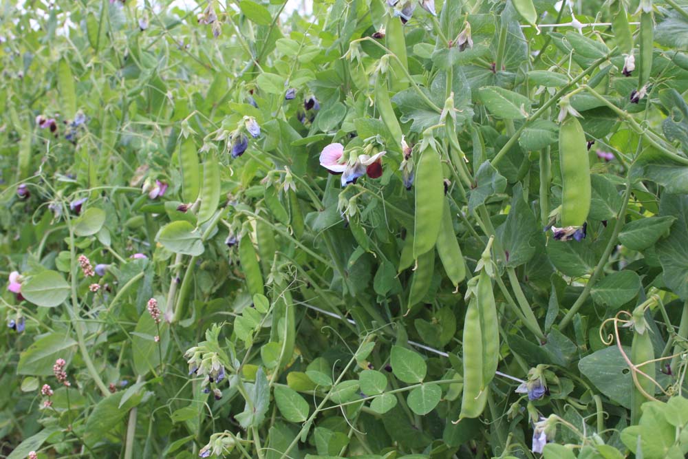 De Bolster Rijspeul 'Grijze Roodbloeiende'