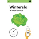 Makkelijke Moestuin Kropsla Merveille d'hiver